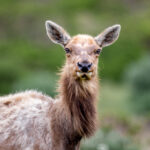 2025204期双色球开奖号码结果查询与公布 ye3a9